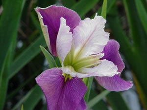 Louisiana Iris - Glowlight